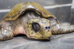 stranded-sea-turtle-oregon coast aquarium
