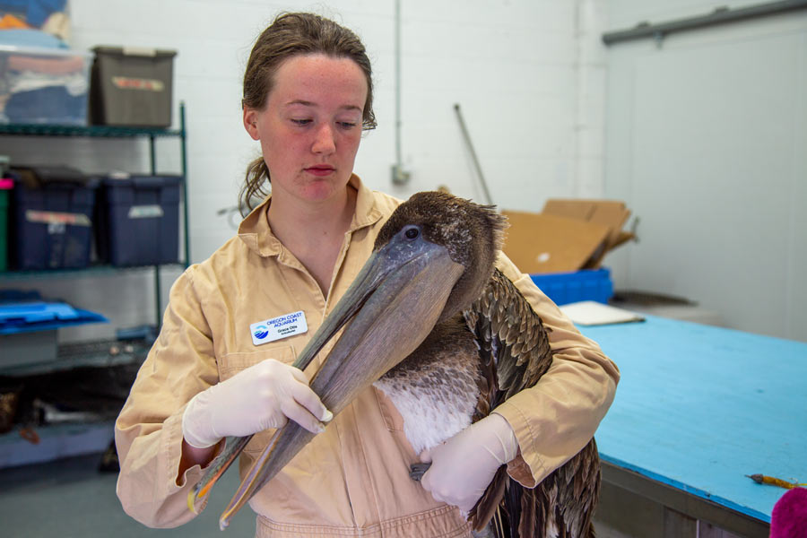 entangled-fishing-line-pelican-oregon-wildlife-rescue