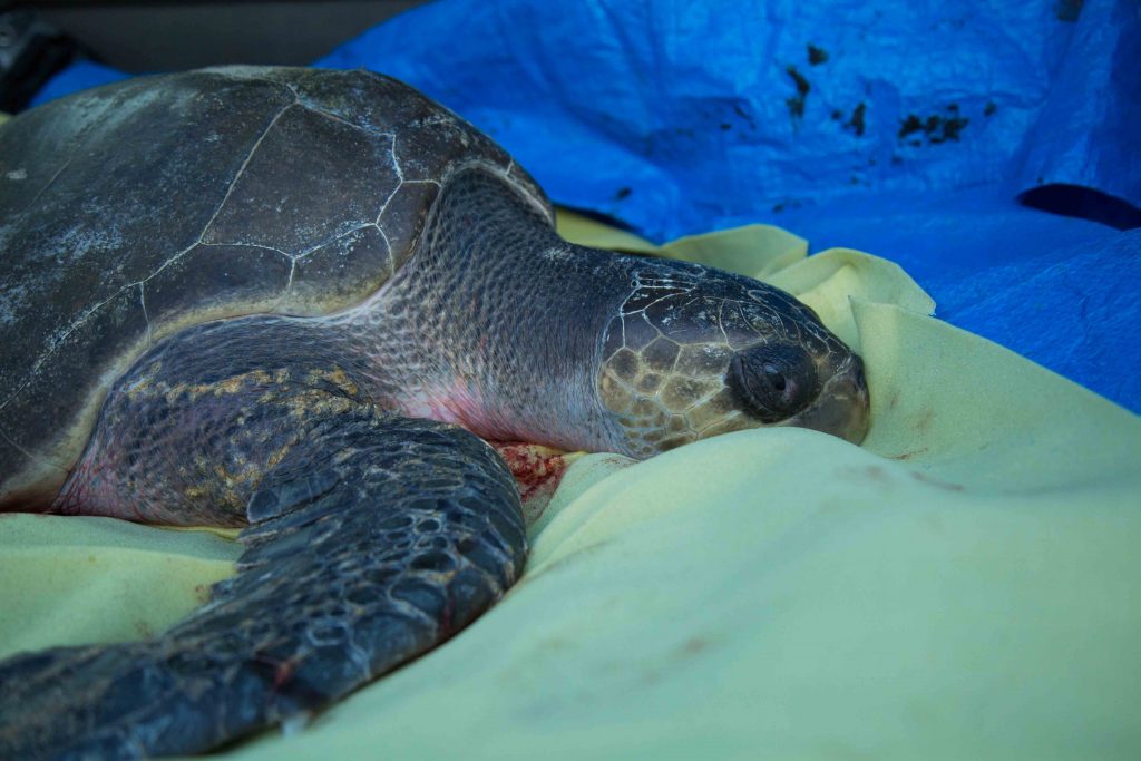 olive-ridley-sea-turtle-stranded