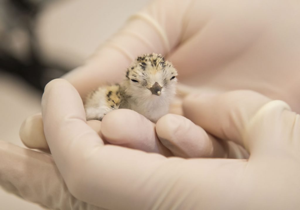 SNOWY-PLOVER-CHICK-REHAB