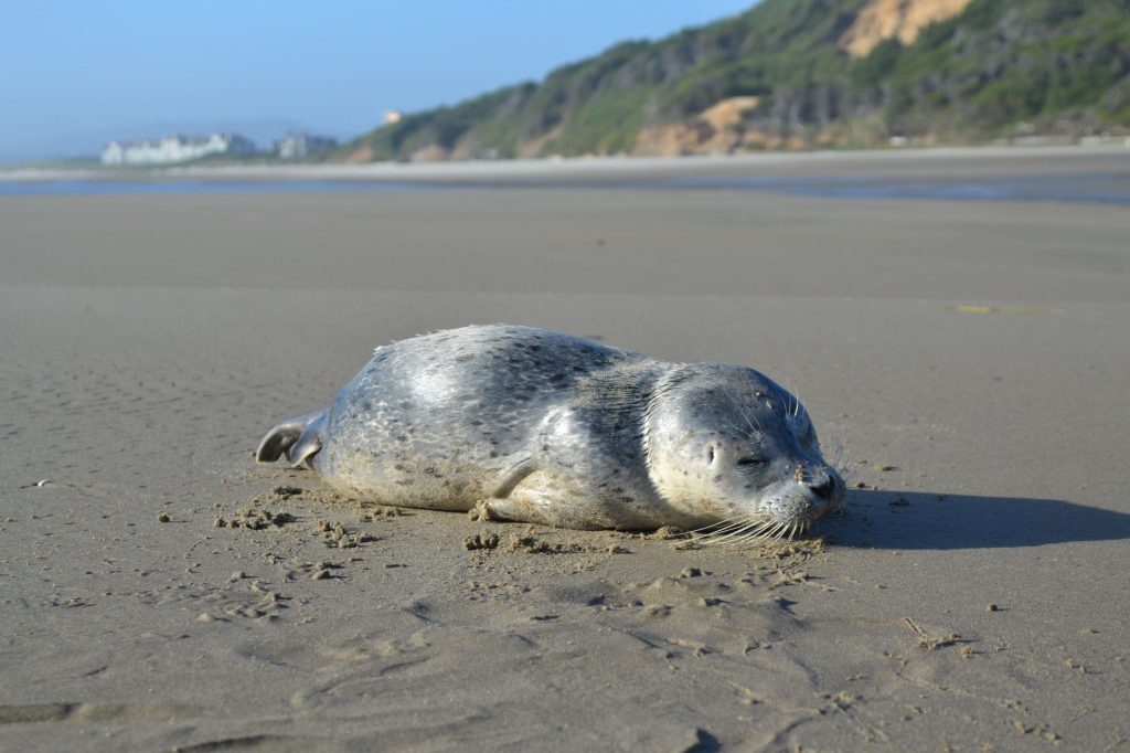 harbor-seal-pup-oregon-coast